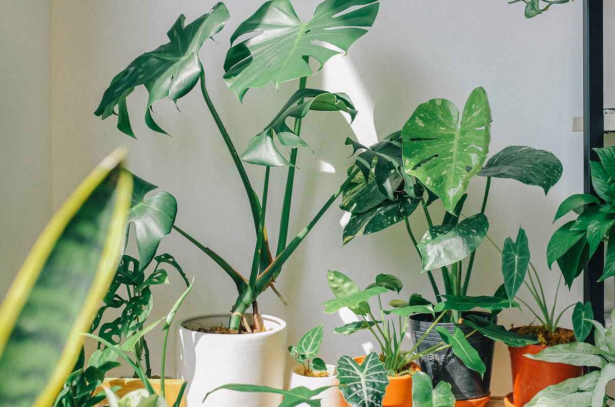 Low-Maintenance Plant Styling